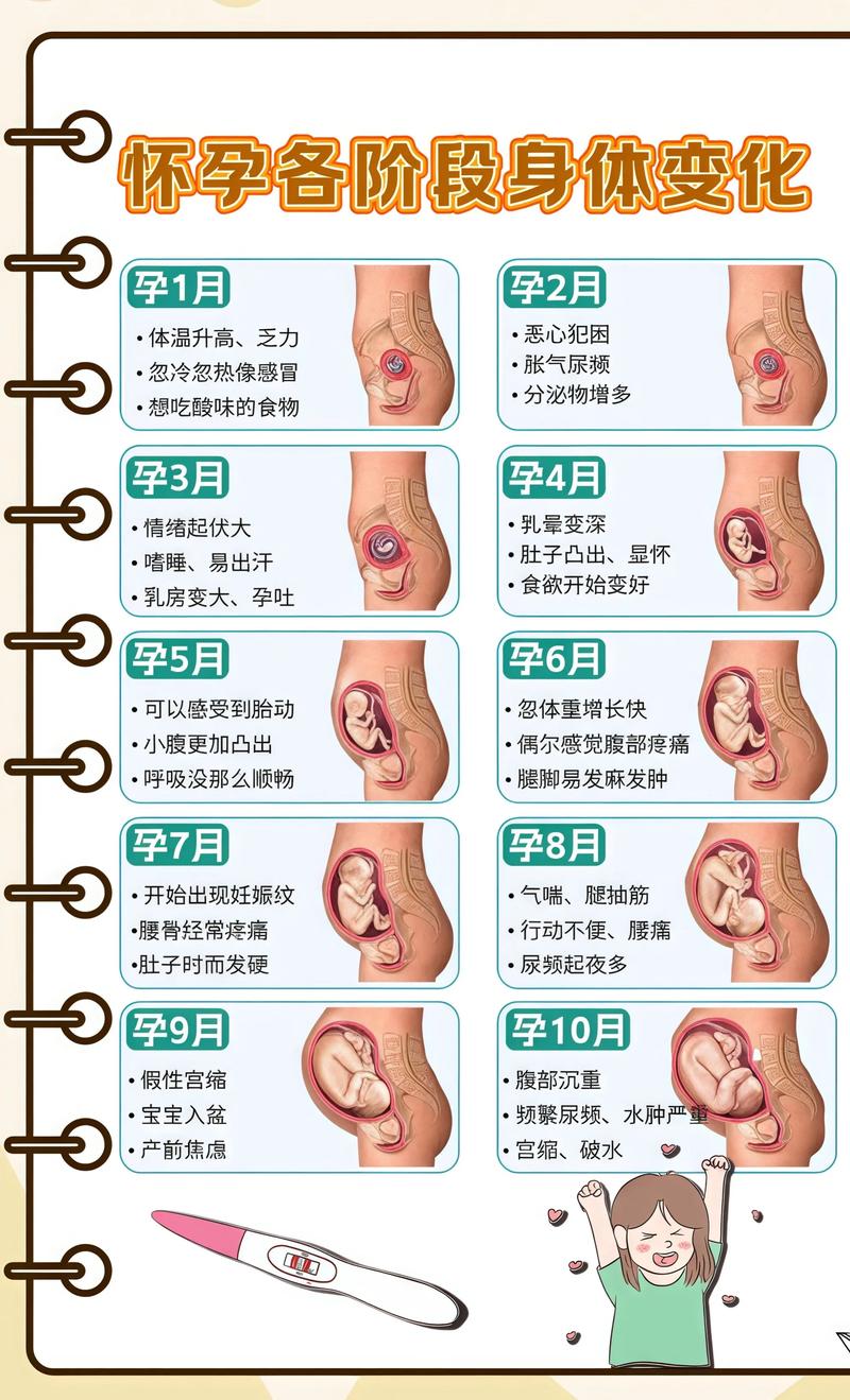 揭秘供卵代孕妈妈怀孕小腹分两节，孕期变化的奥秘三沙代生机构:
